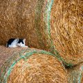 farmcat